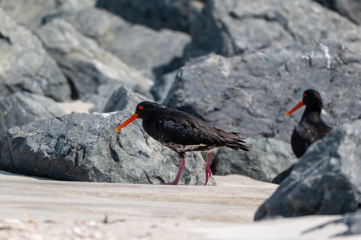 Südinsel-Austernfischer - ML646431500