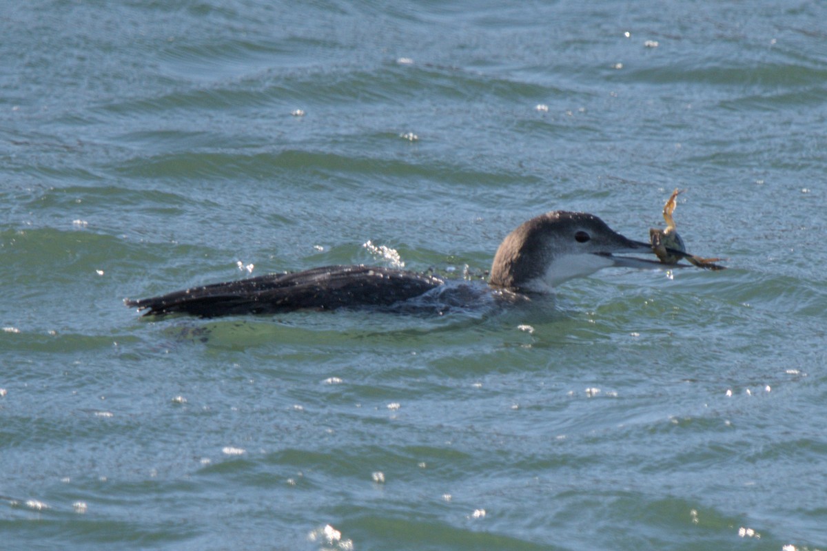 Eistaucher - ML646431501