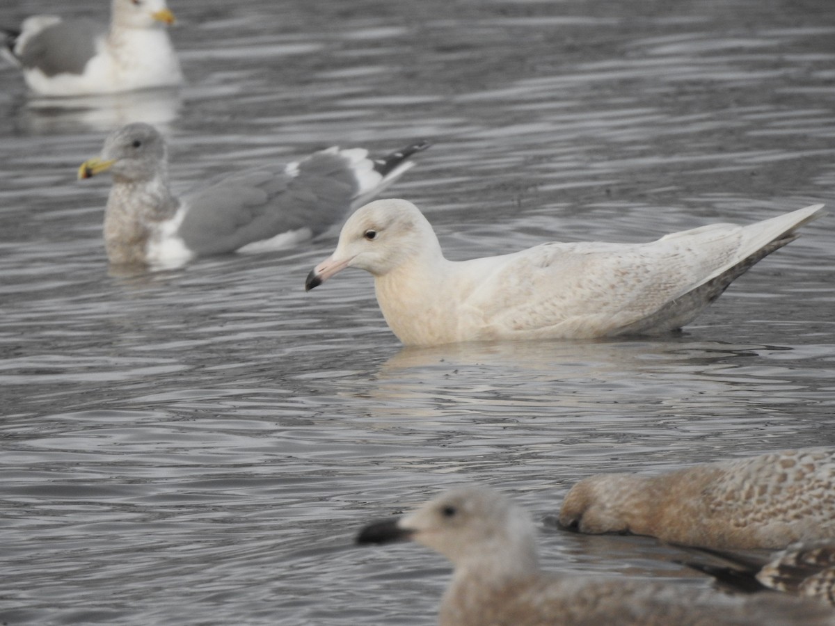 Glaucous Gull - ML646431502