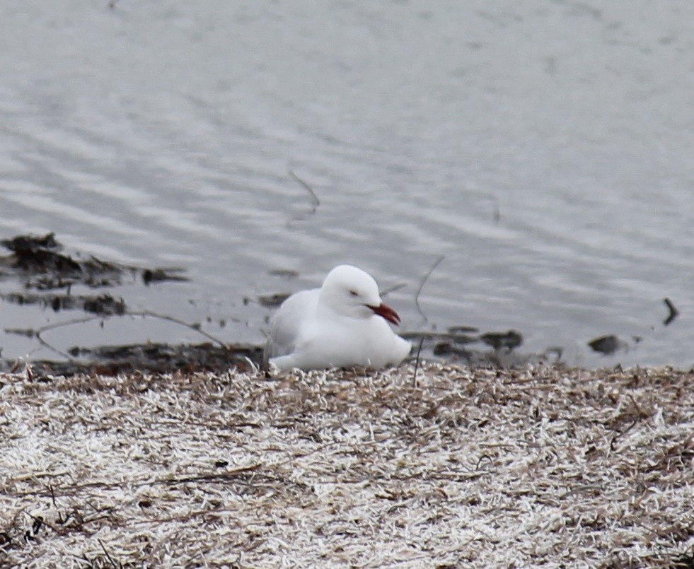 Silberkopfmöwe - ML646431503