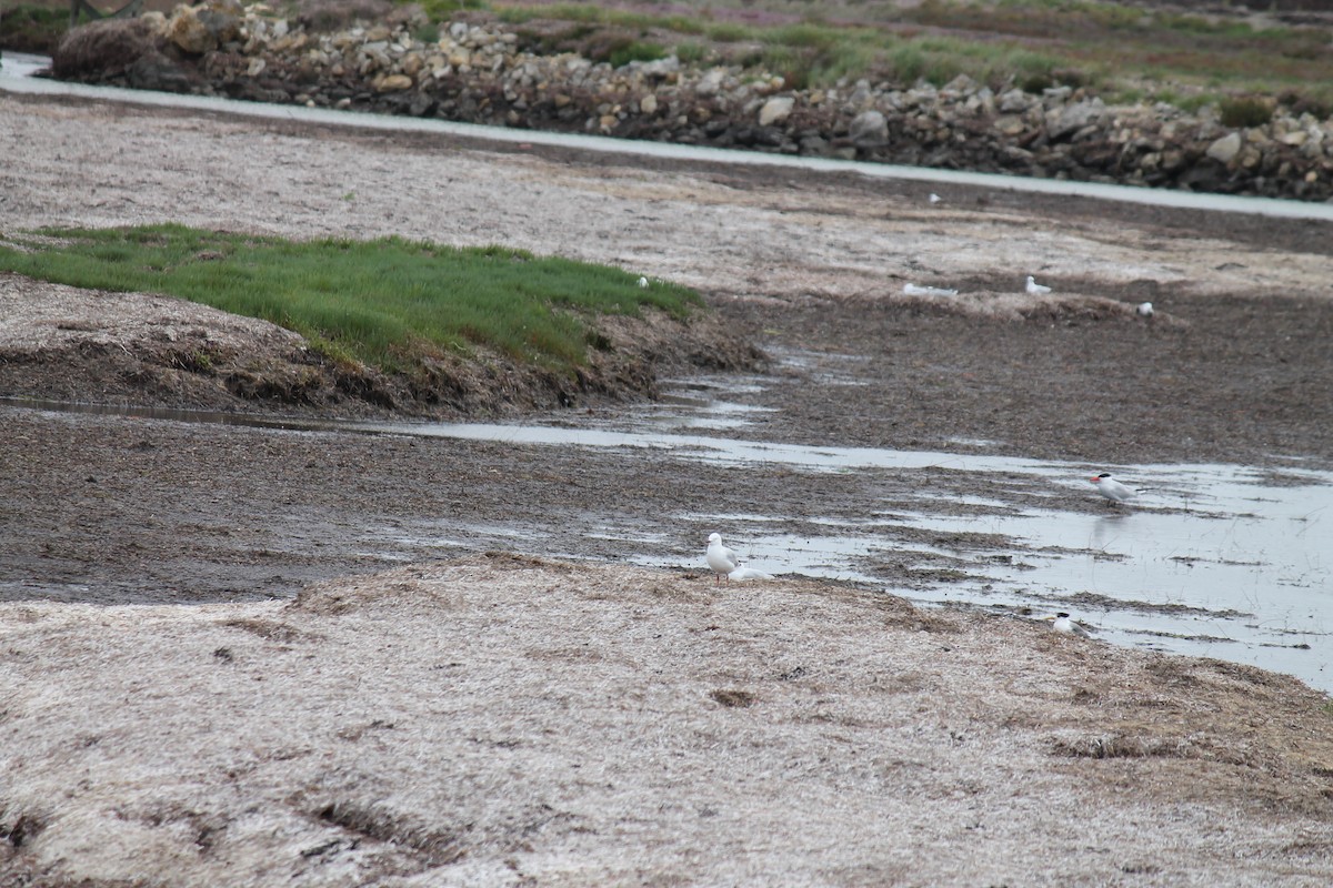 Silberkopfmöwe - ML646431504