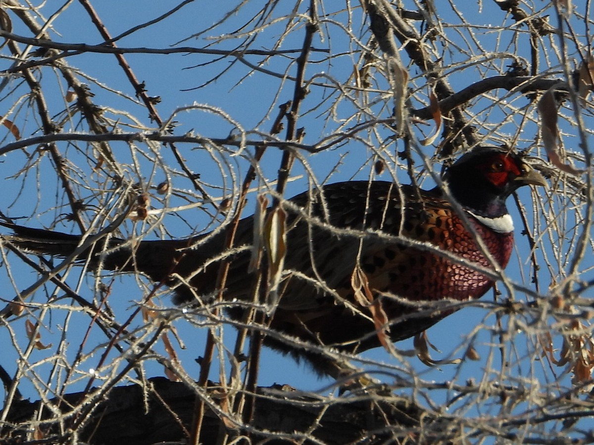 Jagdfasan - ML646431505