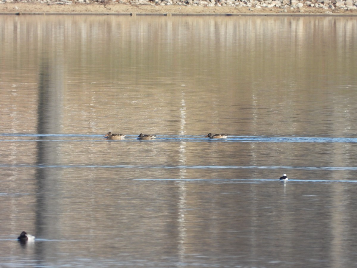 Löffelente - ML646431506