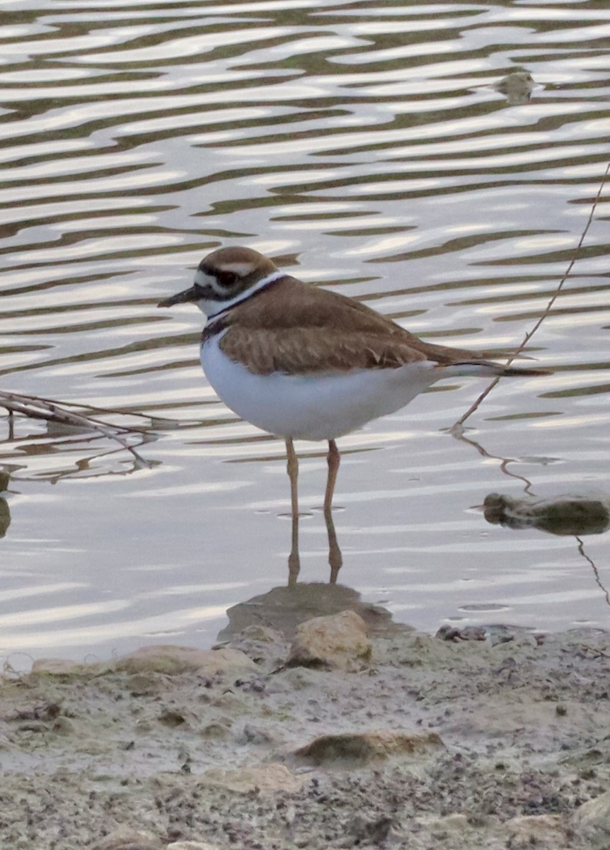 Keilschwanz-Regenpfeifer - ML646431508