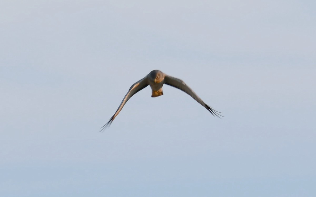 Hudsonweihe - ML646431510