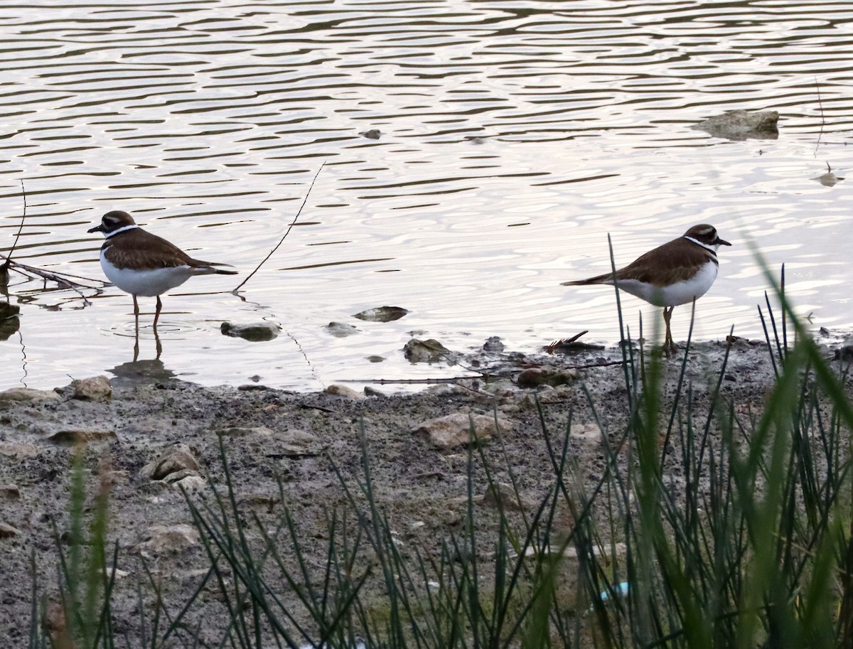 Keilschwanz-Regenpfeifer - ML646431511