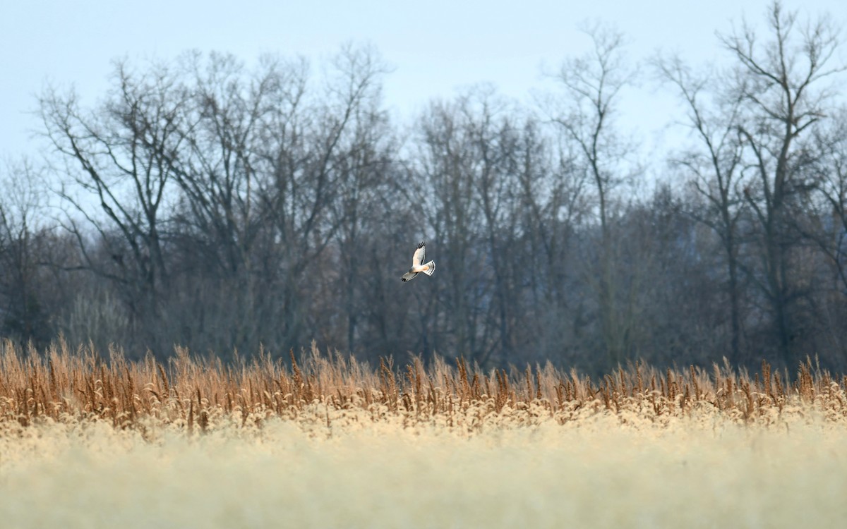 Hudsonweihe - ML646431512