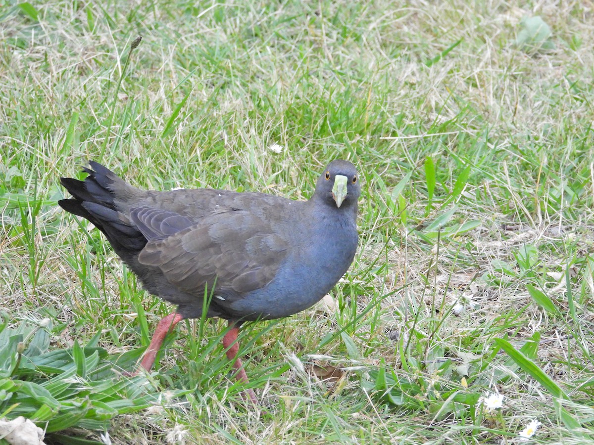 Rotfuß-Teichhuhn - ML646431513