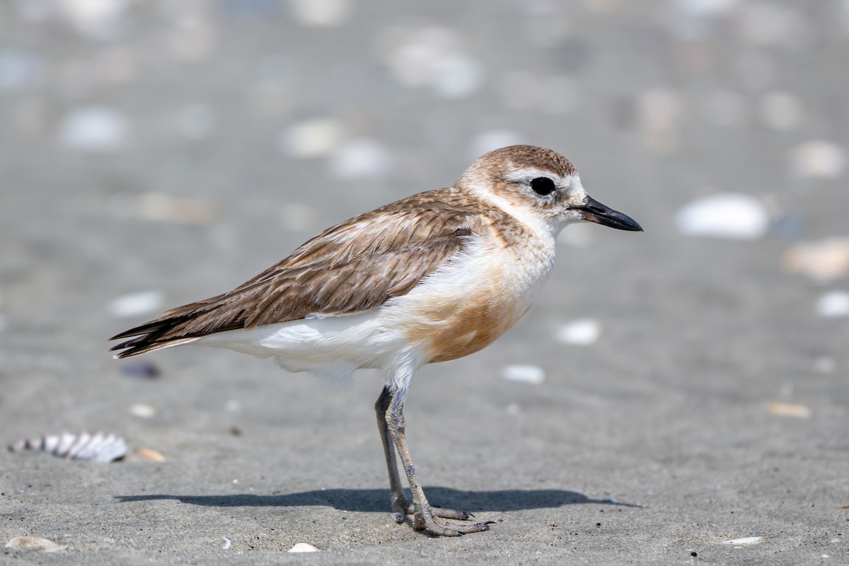 Maoriregenpfeifer - ML646431514