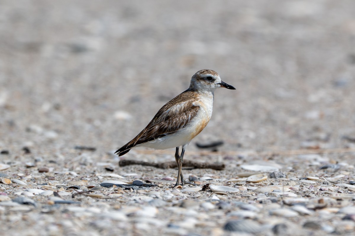 Red-breasted Dotterel - ML646431515