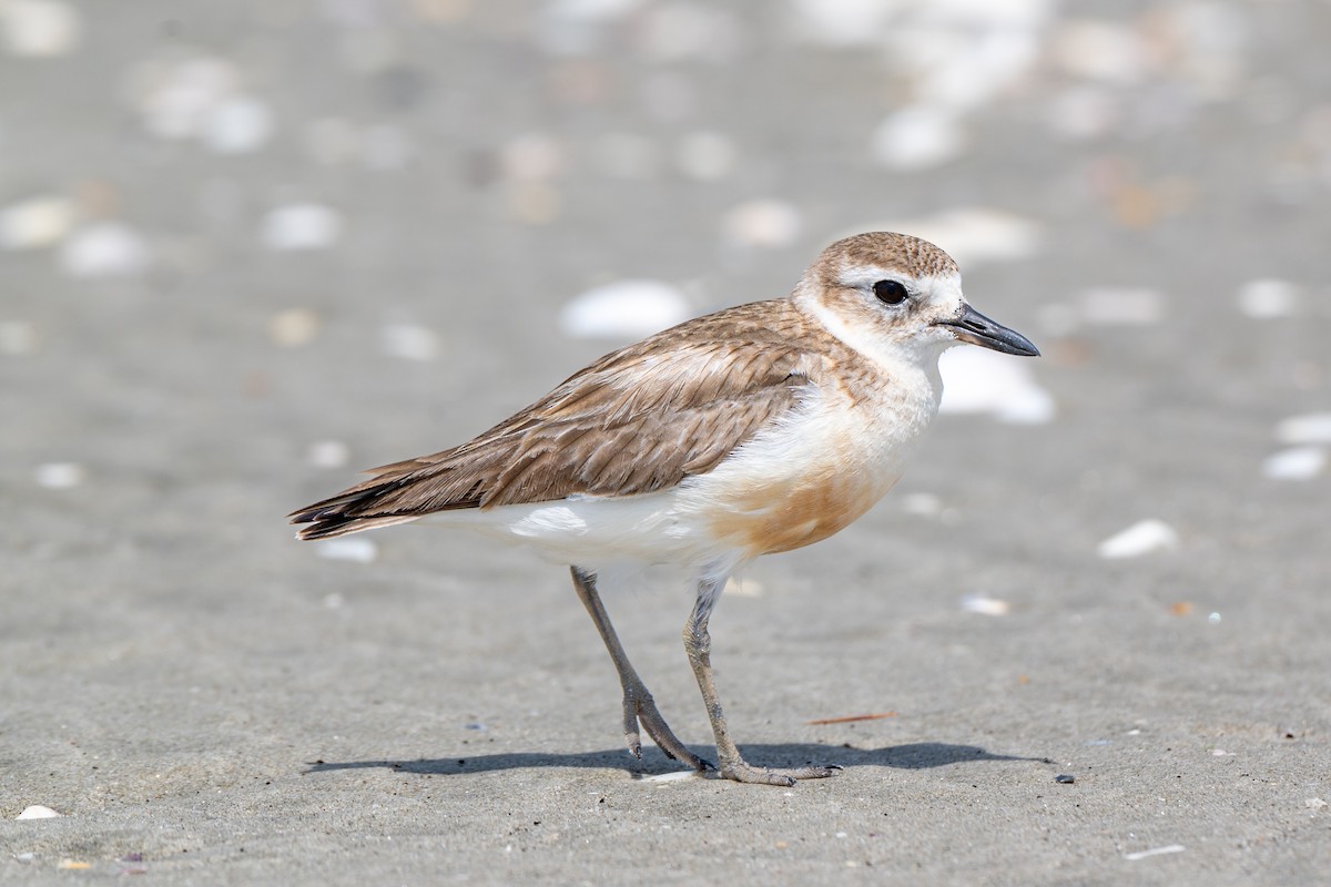 Maoriregenpfeifer - ML646431516