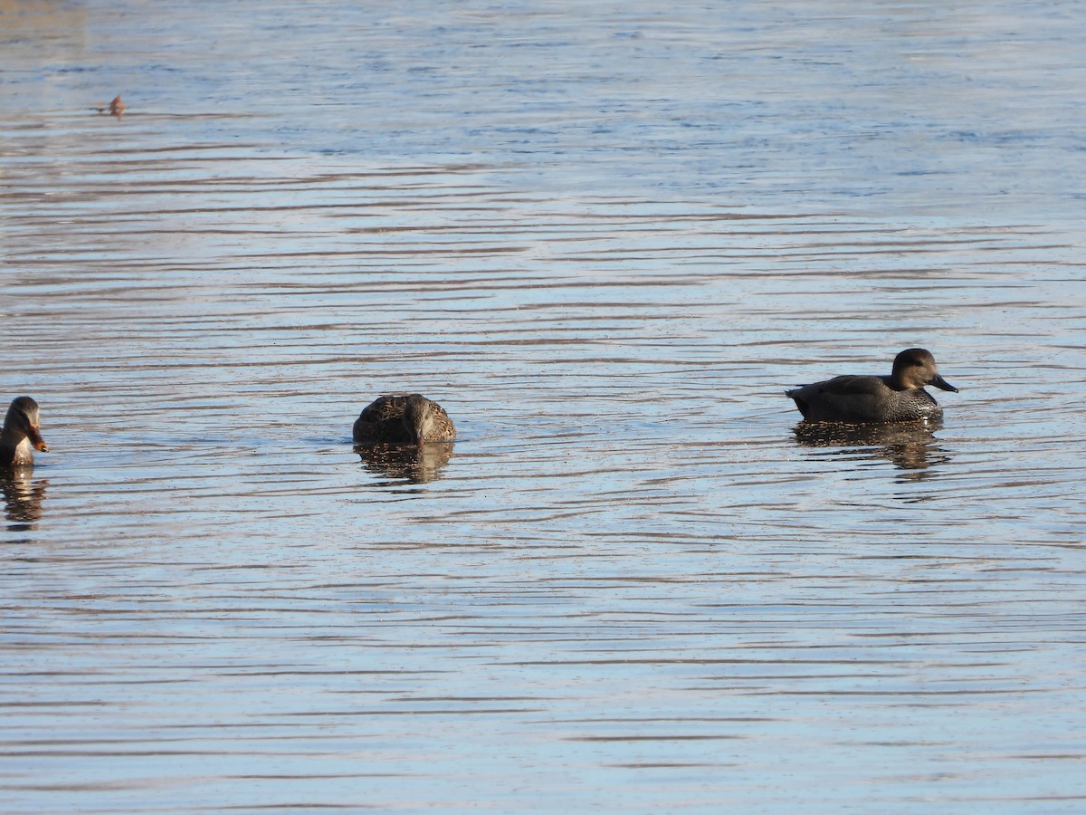 Schnatterente - ML646431520