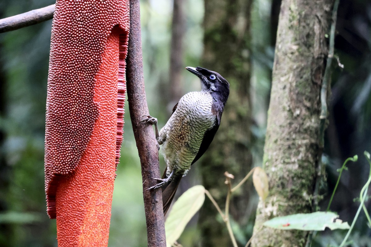 Strahlenparadiesvogel - ML646431522