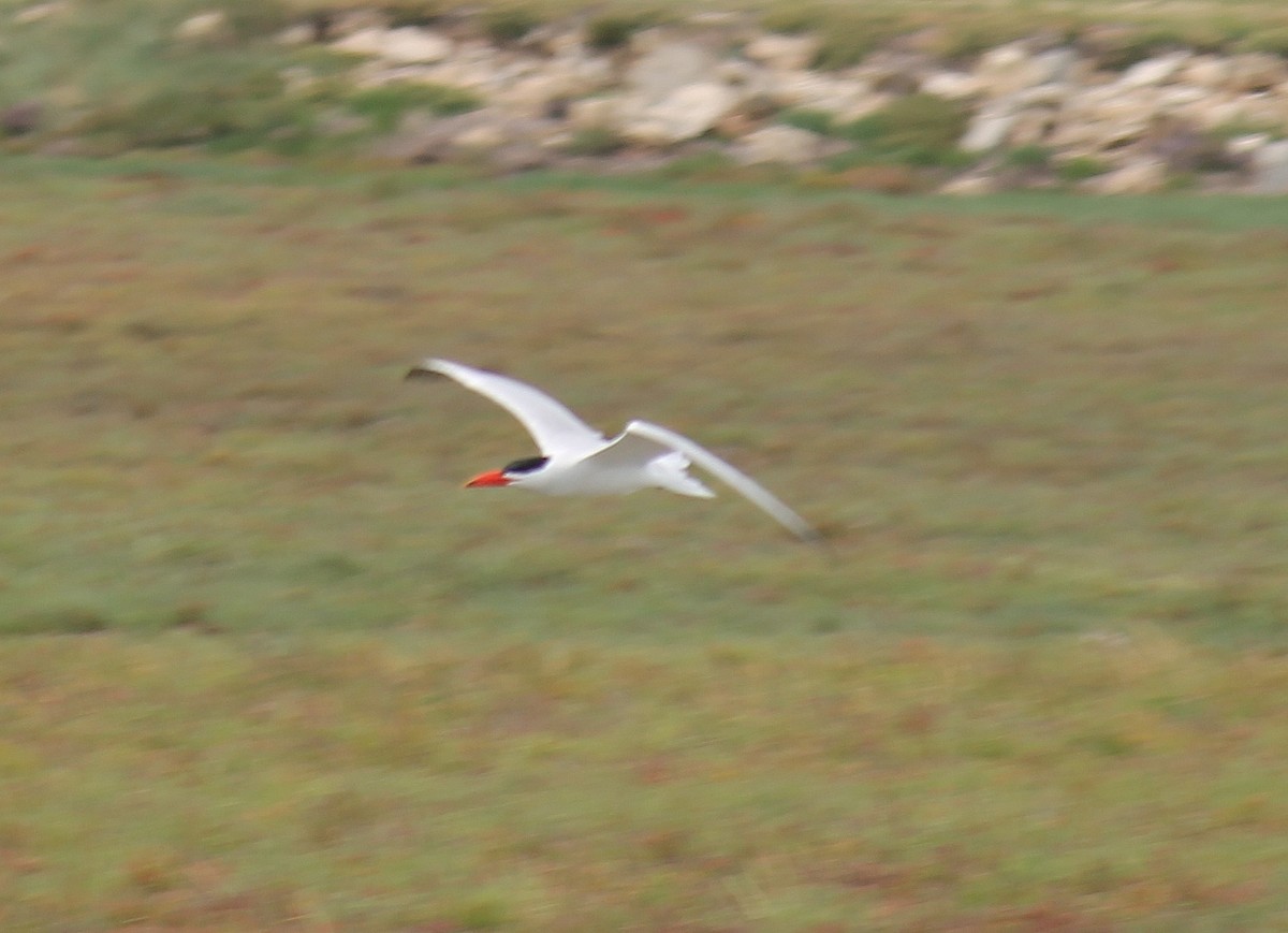 Raubseeschwalbe - ML646431524