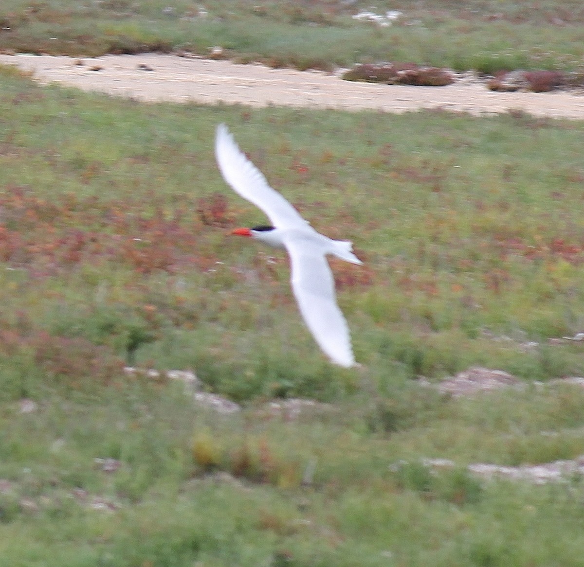 Caspian Tern - ML646431525