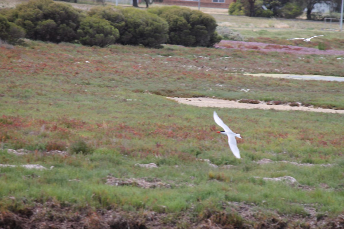 Caspian Tern - ML646431526