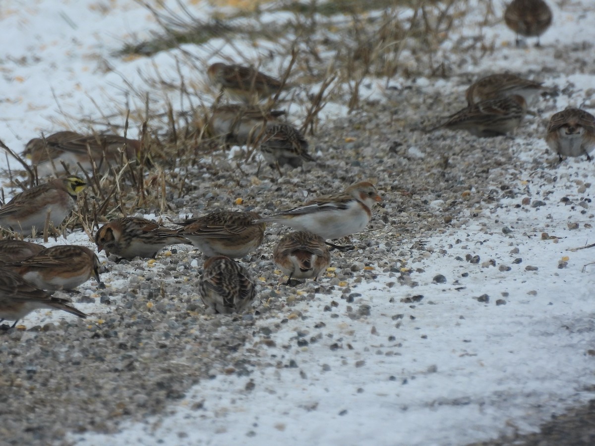 Schneeammer - ML646431527