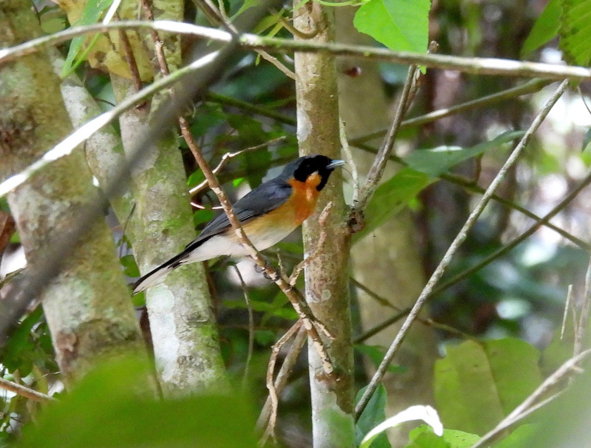 Brillenmonarch (gouldii/melanorrhous) - ML646431529