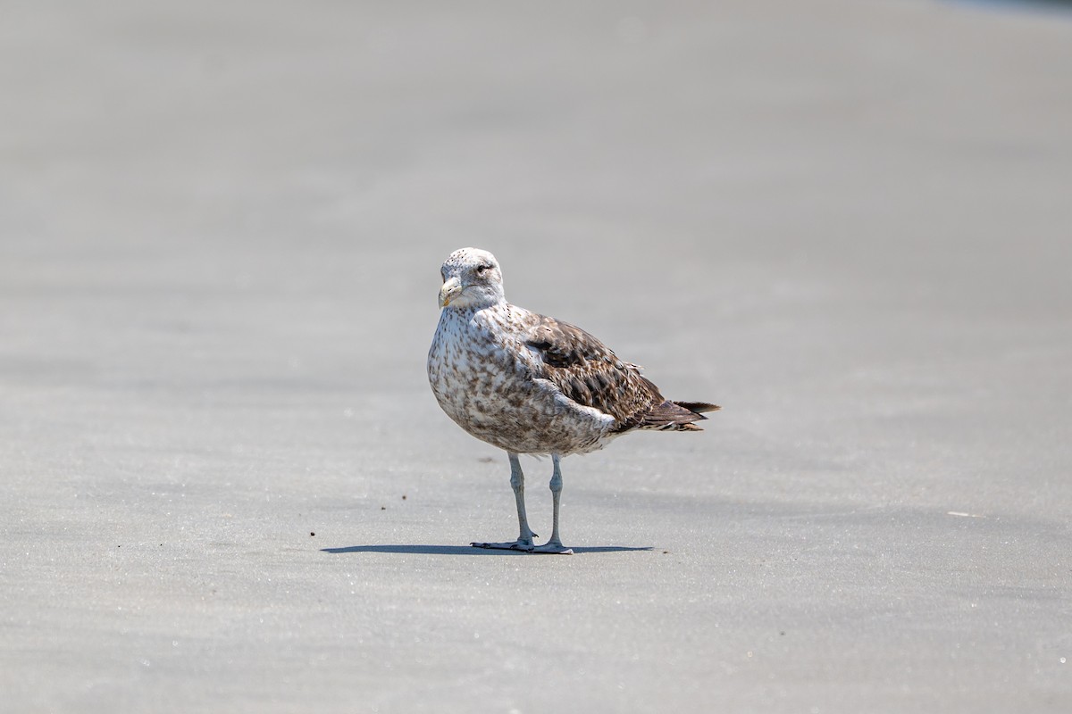 Dominikanermöwe - ML646431530