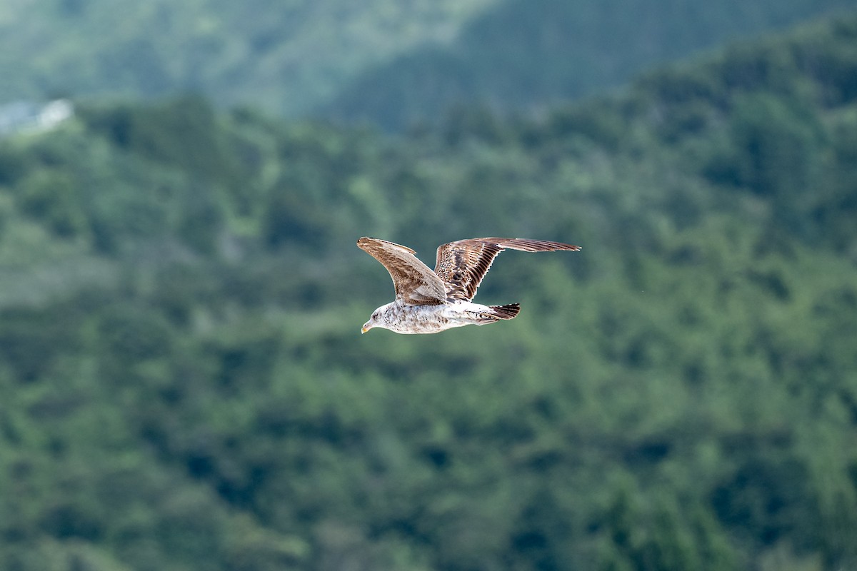 Kelp Gull - ML646431531