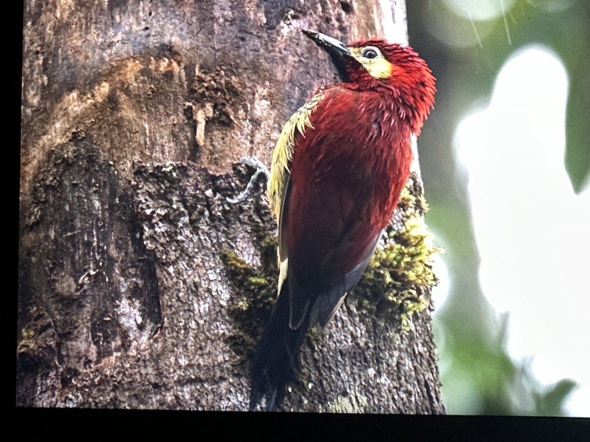 Pic de Rivoli - ML646431532