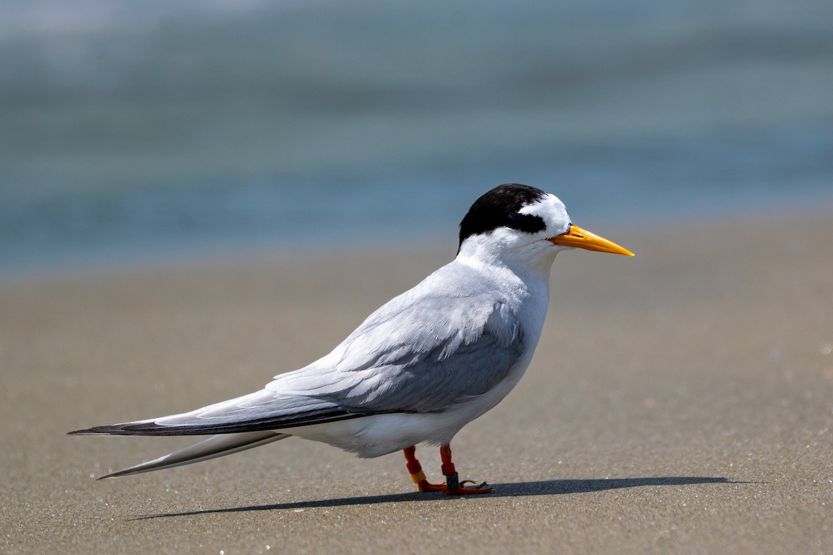 Australseeschwalbe - ML646431533