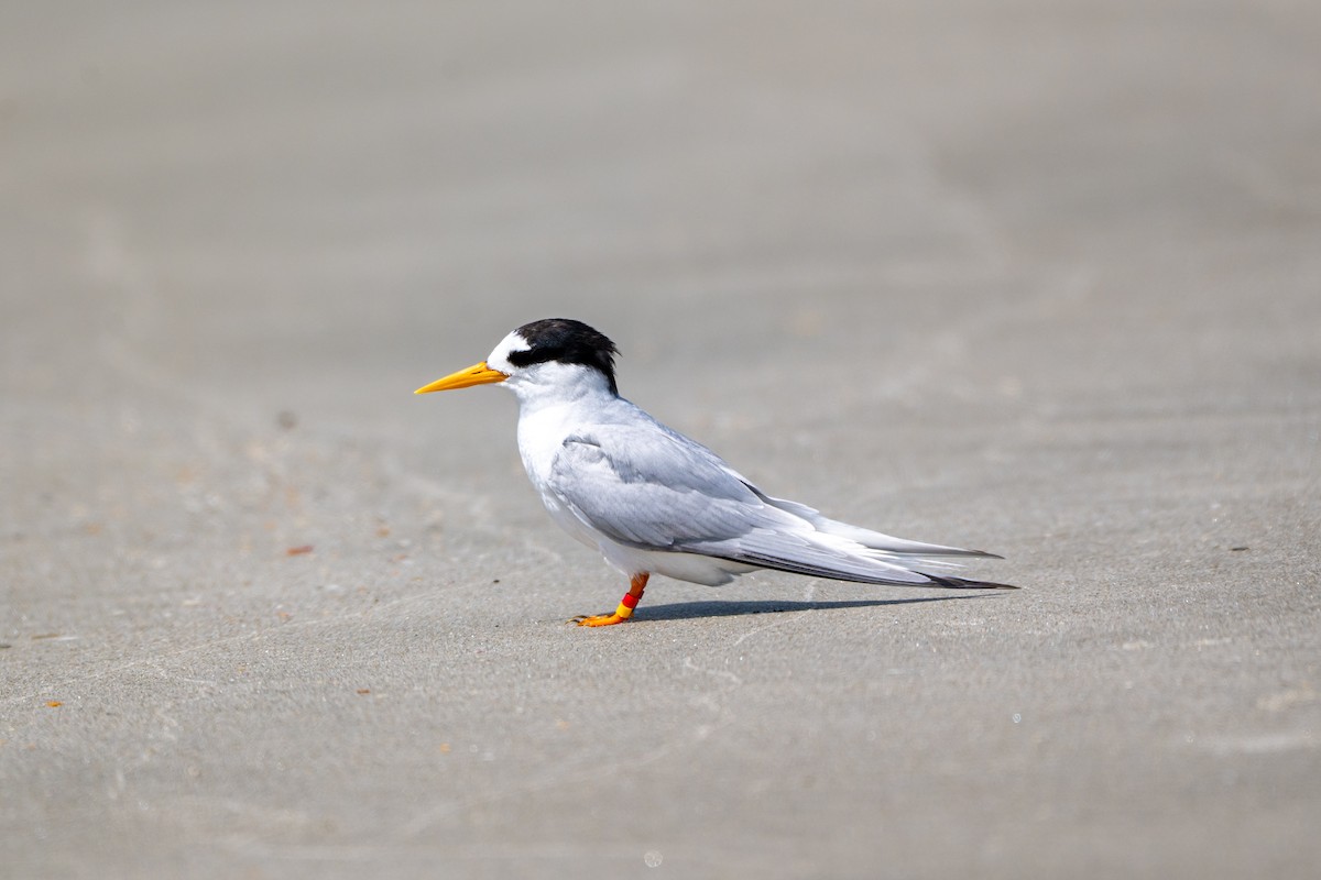 Australian Fairy Tern - ML646431534