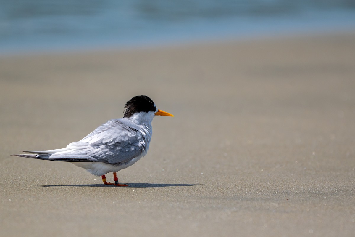 Australian Fairy Tern - ML646431535