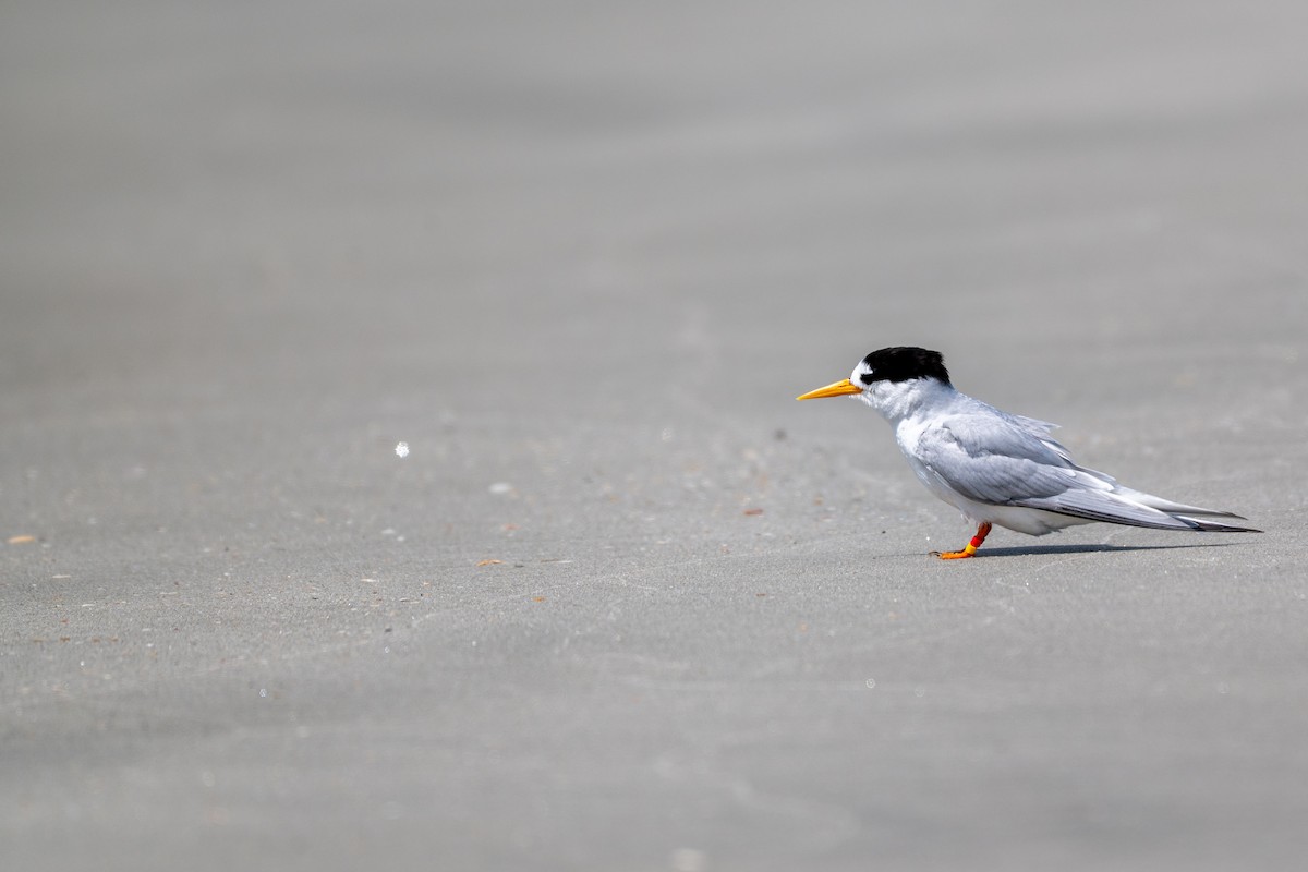 Australian Fairy Tern - ML646431536