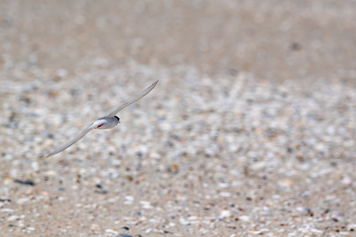 Australian Fairy Tern - ML646431537