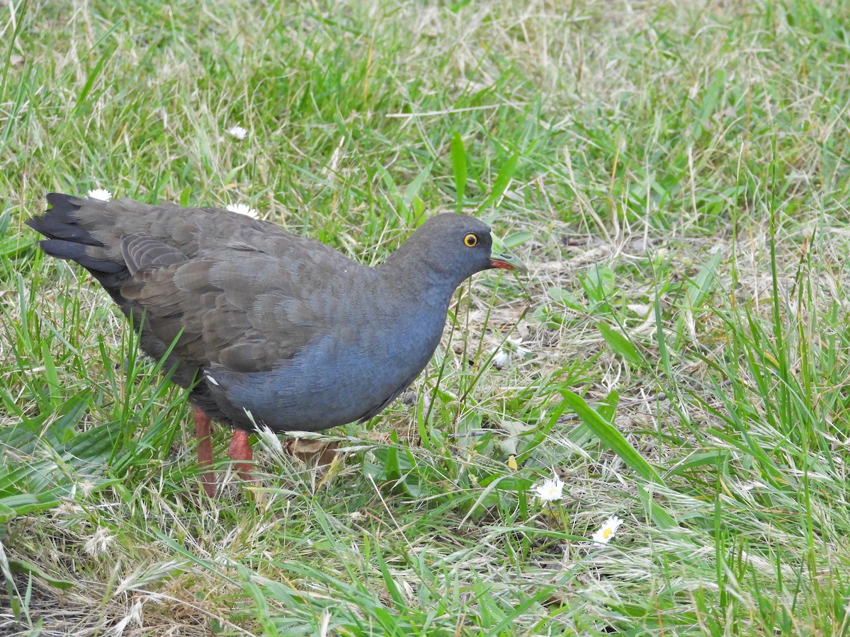 Rotfuß-Teichhuhn - ML646431538