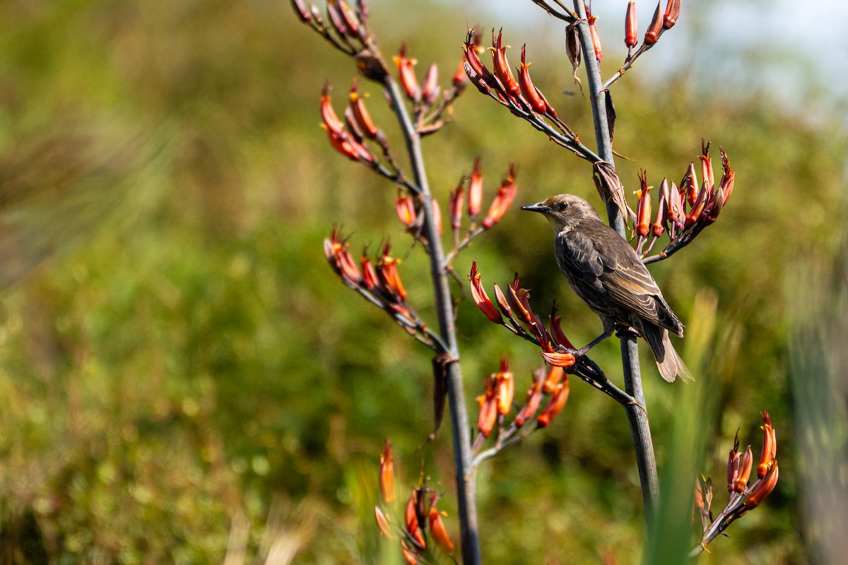 European Starling - ML646431539