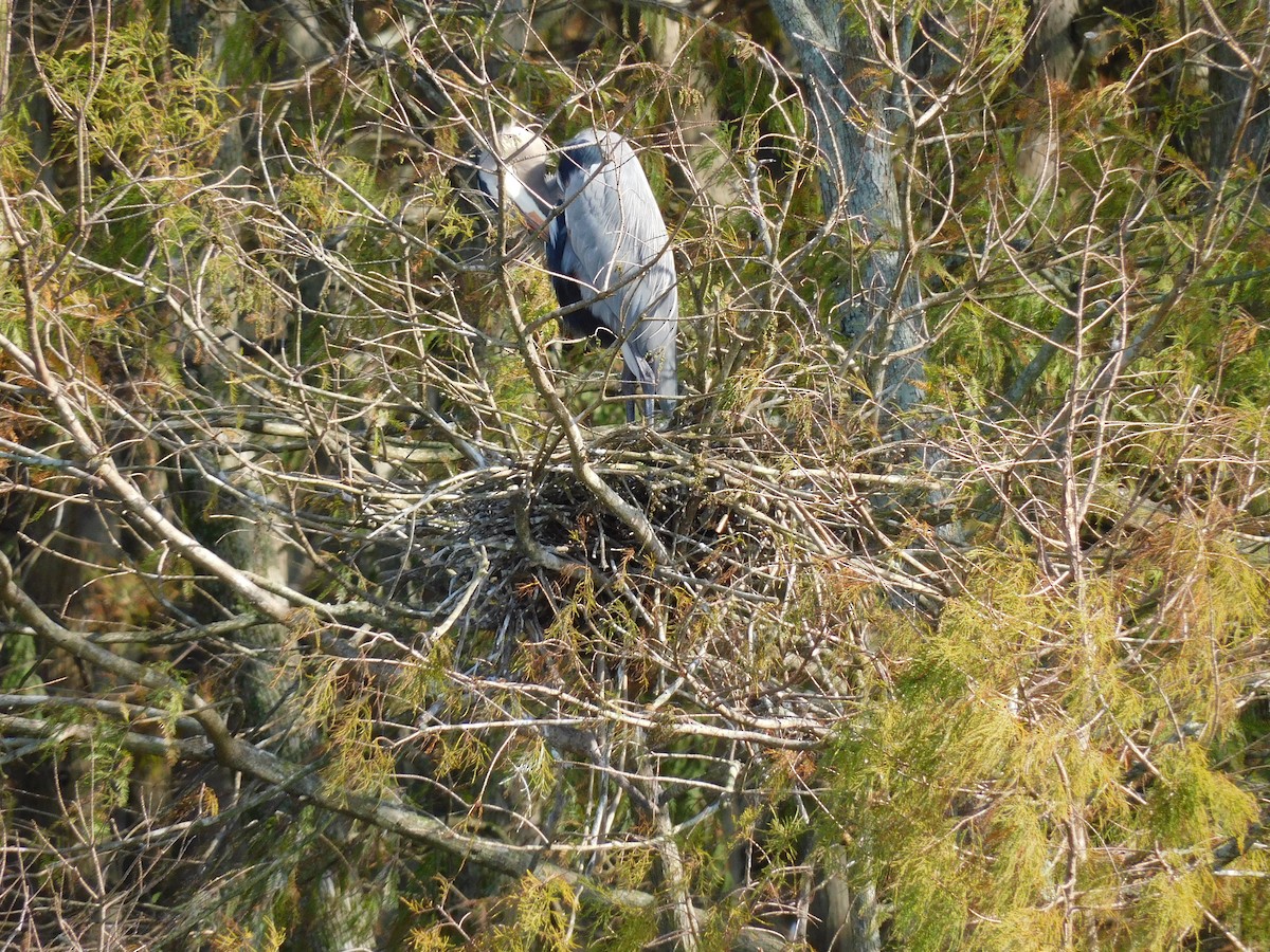 Great Blue Heron - ML646431542