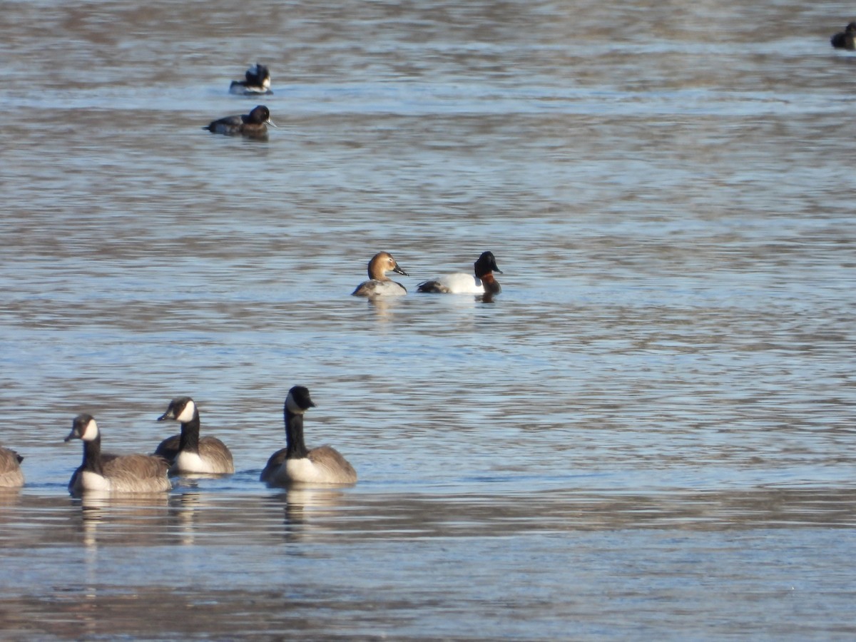 Canvasback - ML646431544