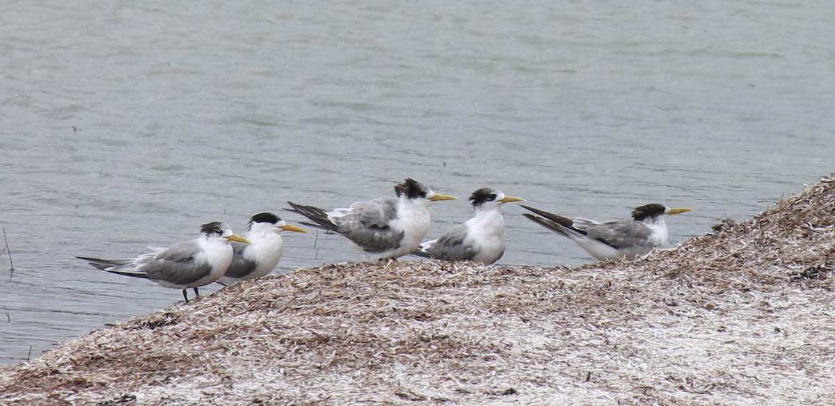 Great Crested Tern - ML646431547