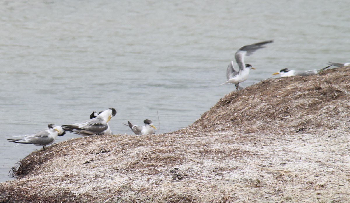 Great Crested Tern - ML646431548