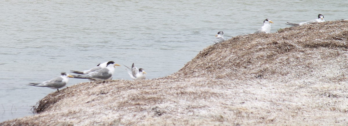 Great Crested Tern - ML646431549