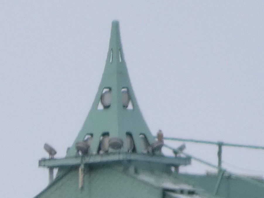 Peregrine Falcon - ML646431550