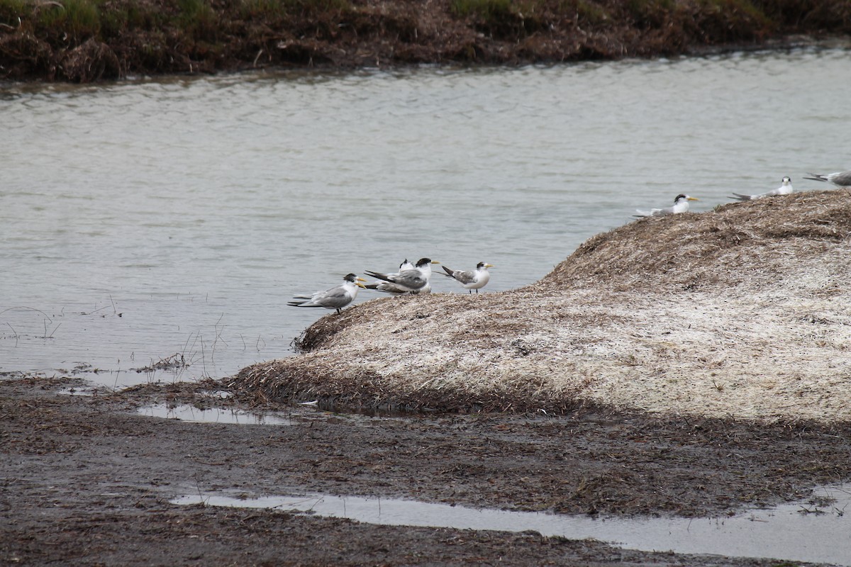 Great Crested Tern - ML646431551