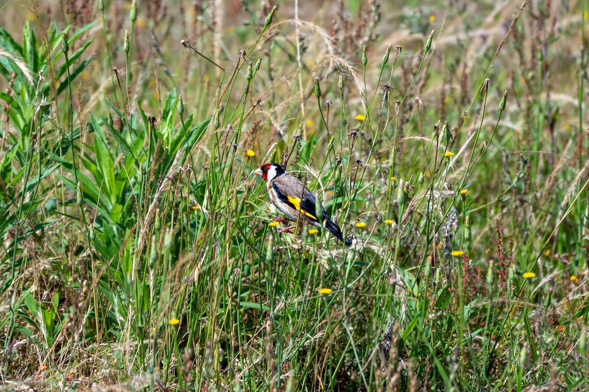 European Goldfinch - ML646431552