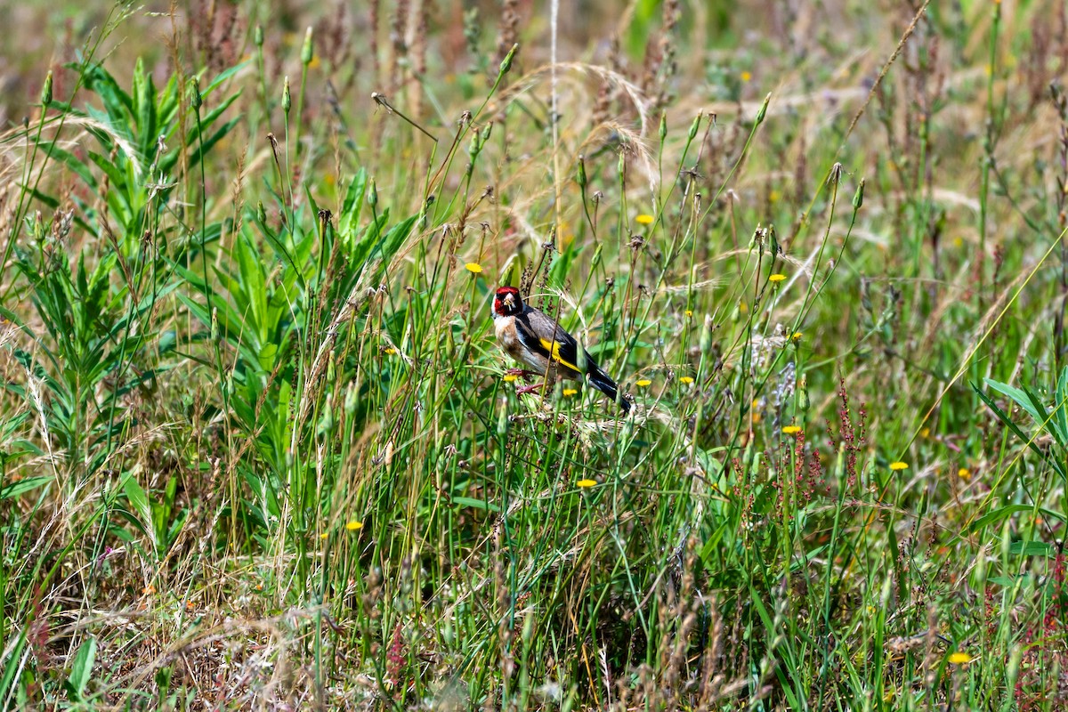 European Goldfinch - ML646431553