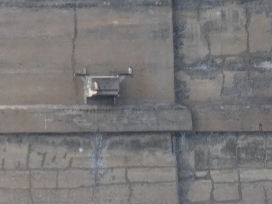 Peregrine Falcon - ML646431554