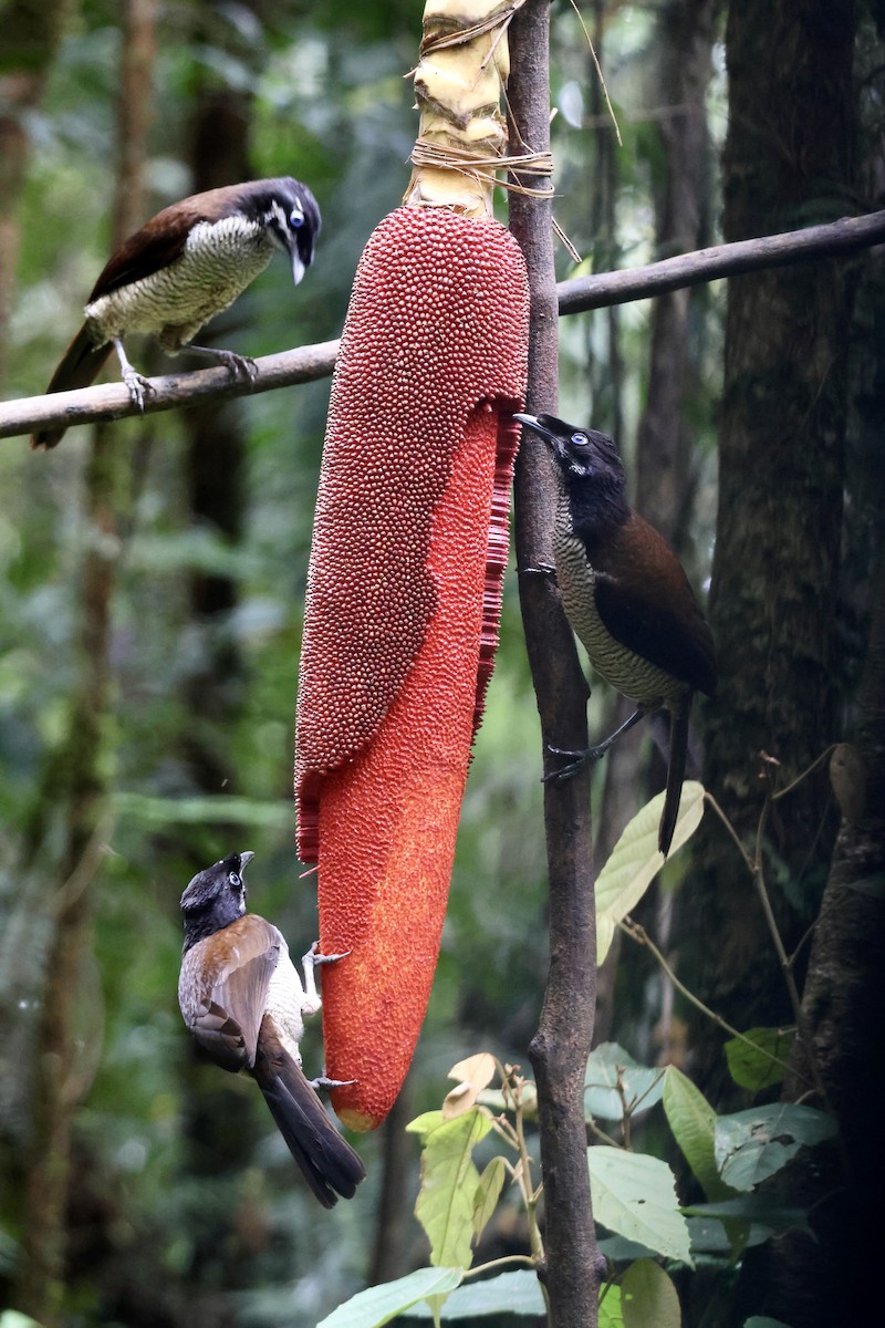 カンザシフウチョウ - ML646431563