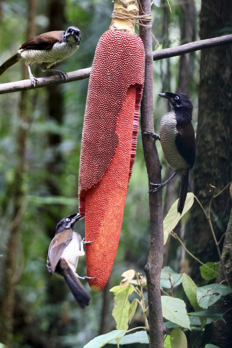 カンザシフウチョウ - ML646431564
