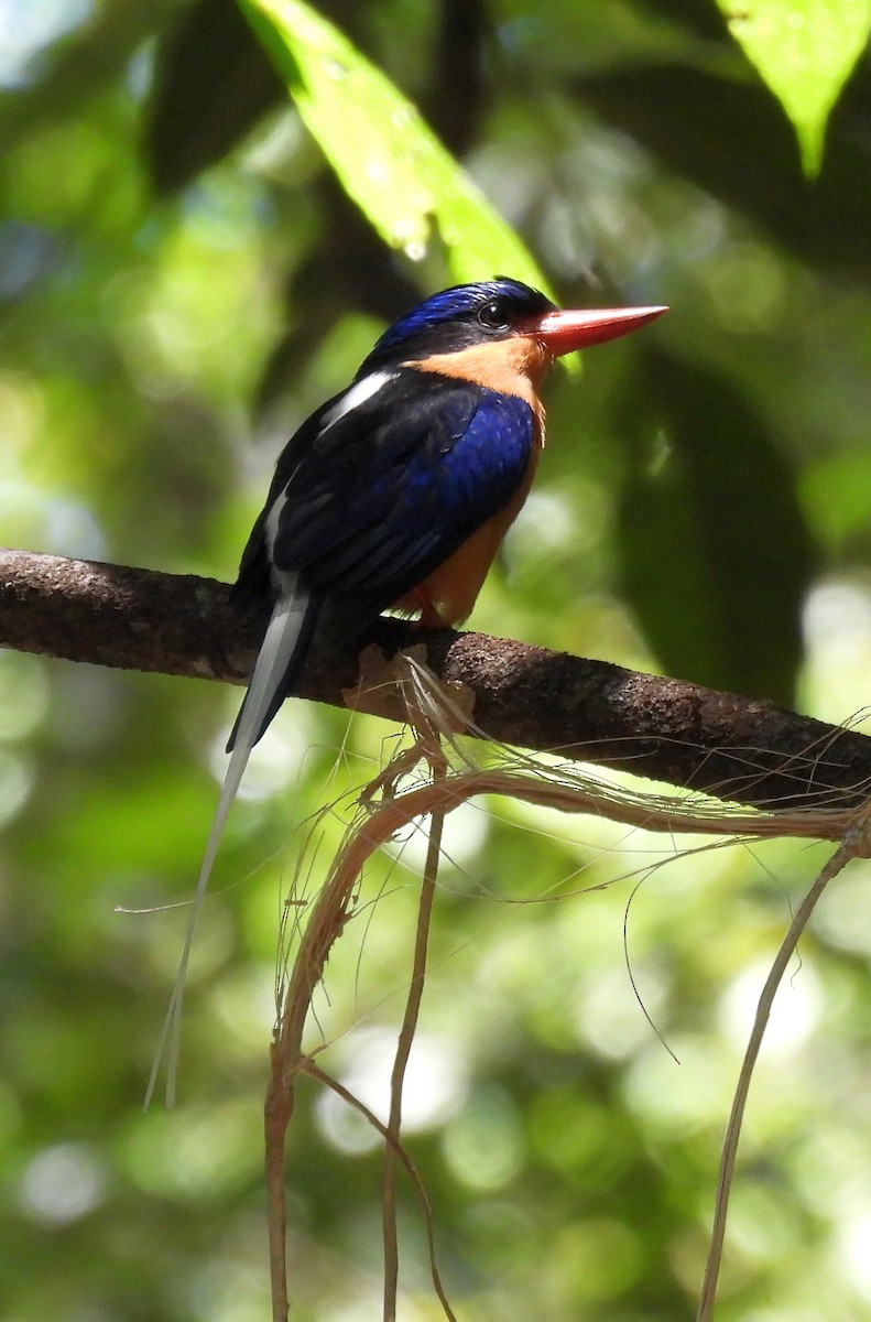 Buff-breasted Paradise-Kingfisher - ML646431566