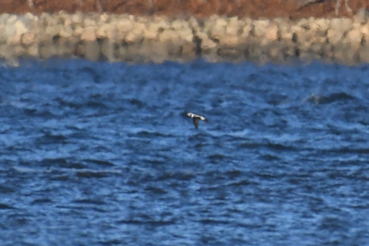 Pato Havelda - ML646431567