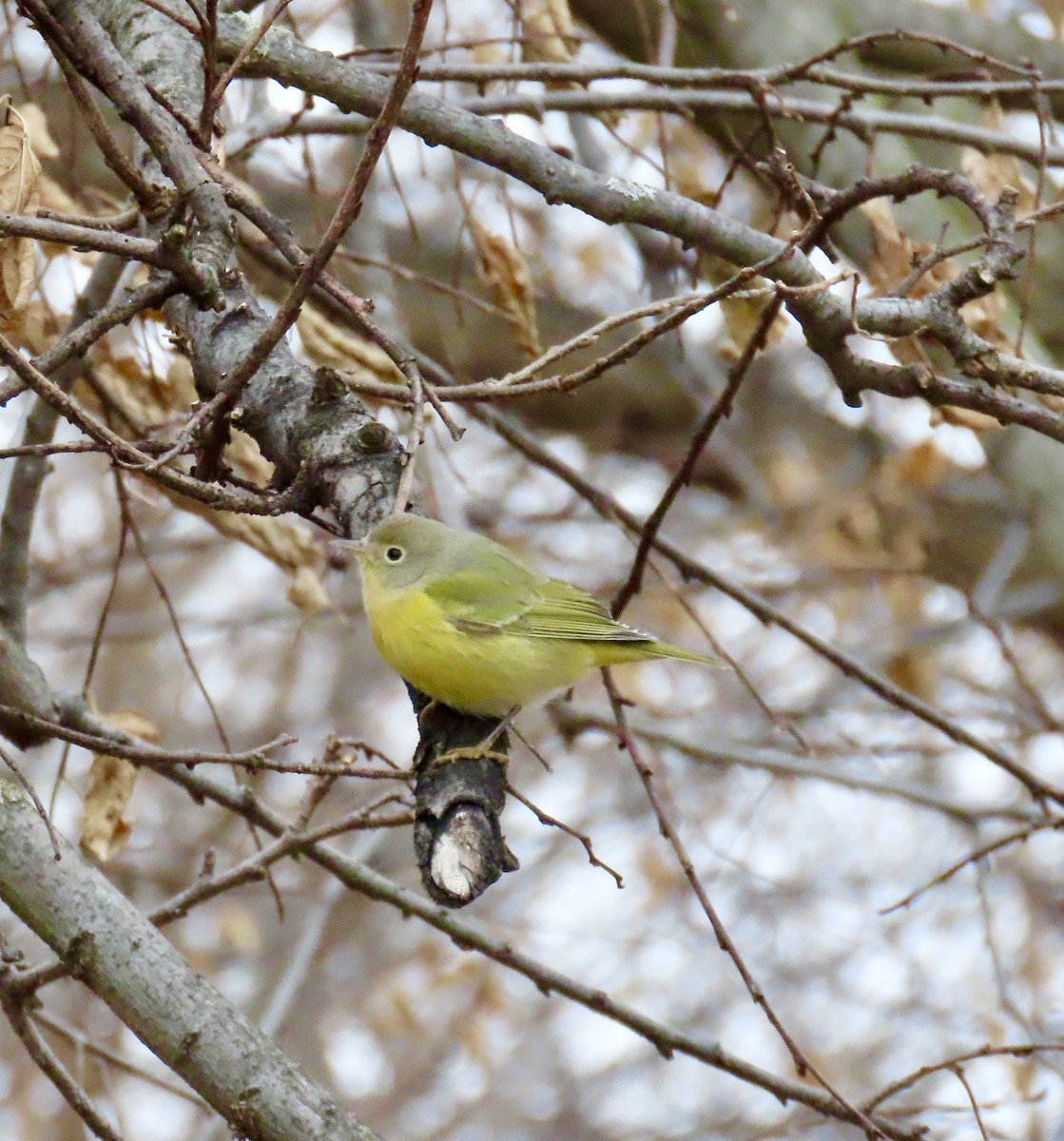 ズアカアメリカムシクイ - ML646431569