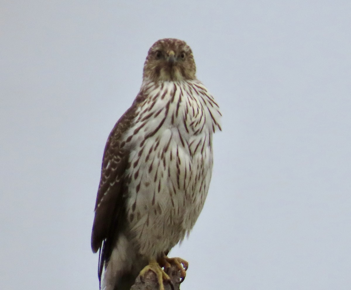 クーパーハイタカ - ML646431572