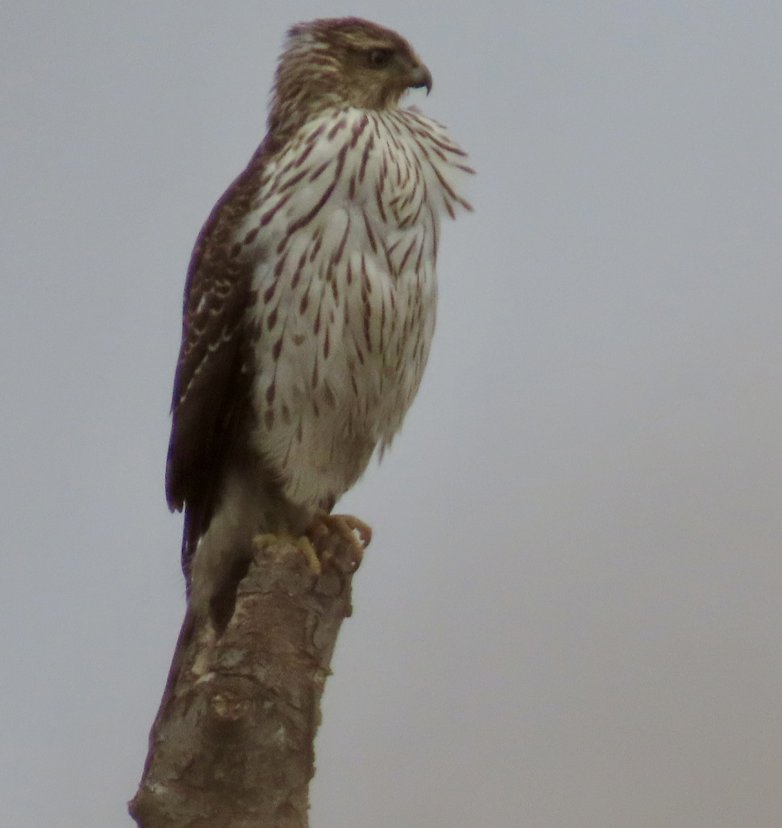 クーパーハイタカ - ML646431573