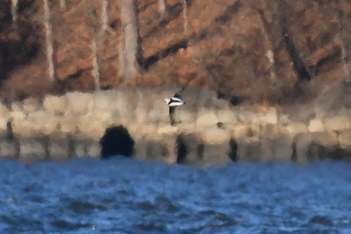 Pato Havelda - ML646431578